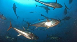Il WWF denuncia il traffico illegale di tonno rosso