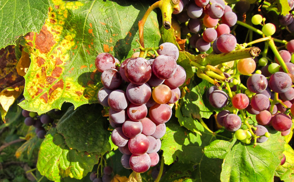 Via al bando da 17 milioni di euro: occasione imperdibile per la viticoltura toscana